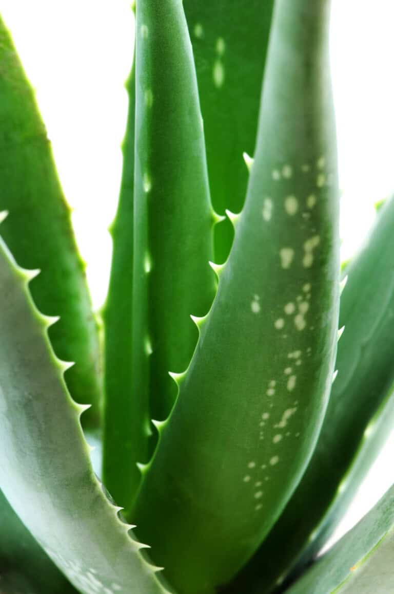 Health Benefits of Aloe Vera