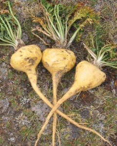 maca root