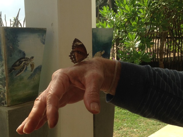 Sri Butterfly on Hand