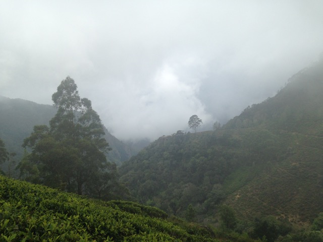 Sri Misty Mountain
