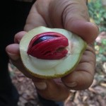 Sri Nutmeg and Mace