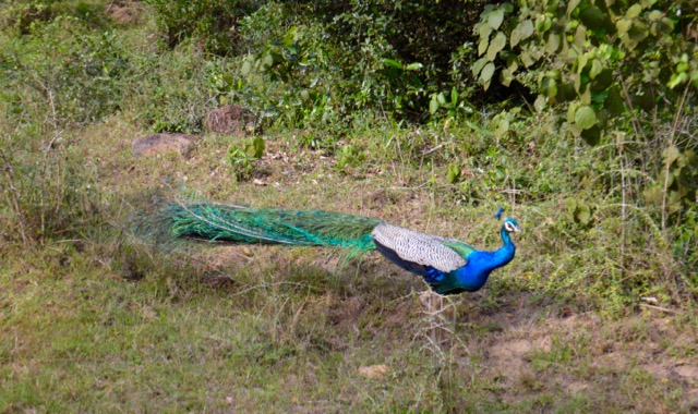Sri Peacock
