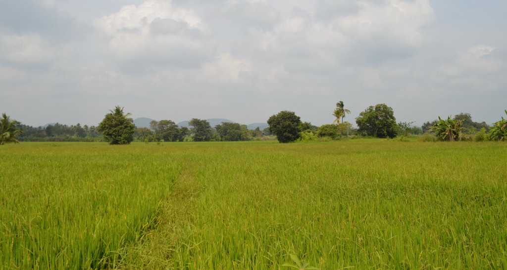 Sri Lanka Rice Villa