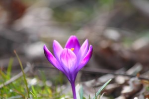 saffron flower pix