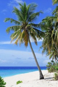 palm tree on a sandy beach